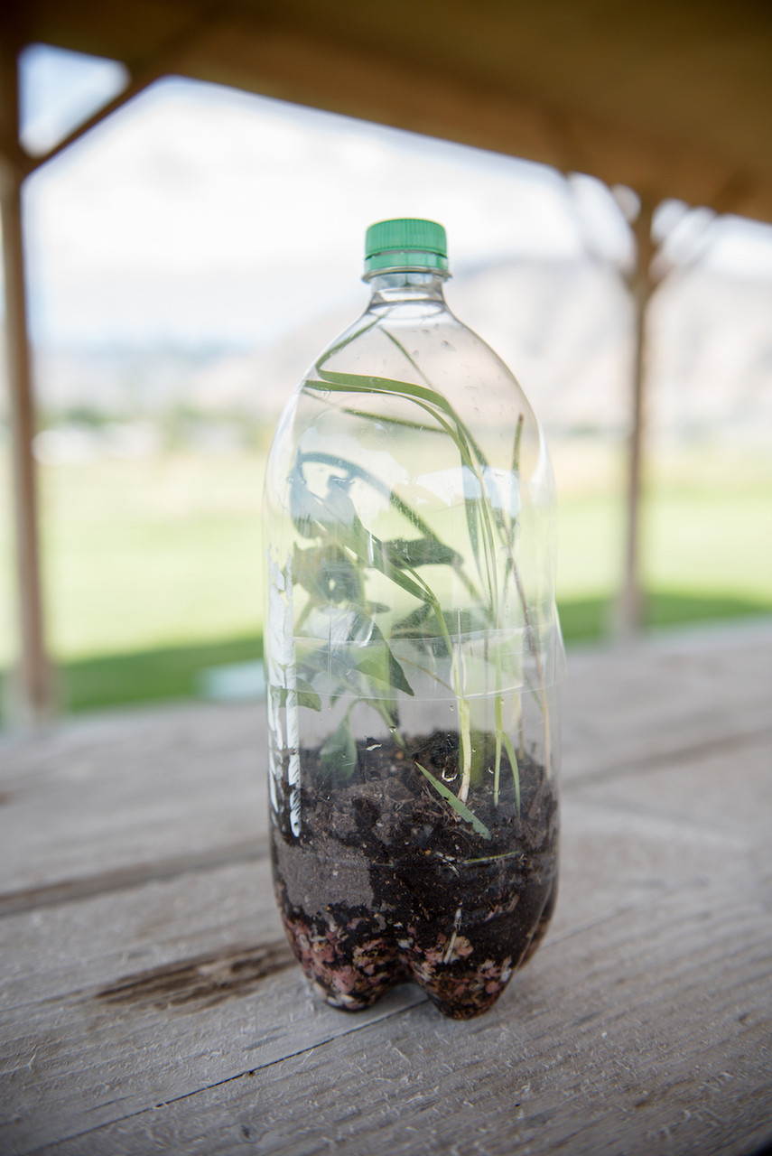 Seeds for Terrariums AgClassroomStore at USU